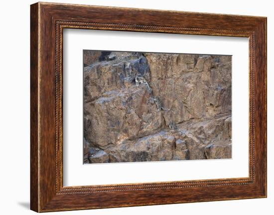Snow Leopard female with two cubs, Himalayas, India-Oriol Alamany-Framed Photographic Print