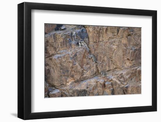Snow Leopard female with two cubs, Himalayas, India-Oriol Alamany-Framed Photographic Print