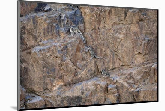 Snow Leopard female with two cubs, Himalayas, India-Oriol Alamany-Mounted Photographic Print