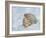 Snow leopard final-David Stribbling-Framed Art Print