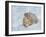 Snow leopard final-David Stribbling-Framed Art Print