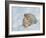 Snow leopard final-David Stribbling-Framed Art Print