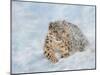 Snow leopard final-David Stribbling-Mounted Art Print