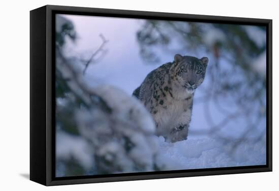 Snow Leopard in Snow-DLILLC-Framed Premier Image Canvas