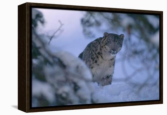 Snow Leopard in Snow-DLILLC-Framed Premier Image Canvas