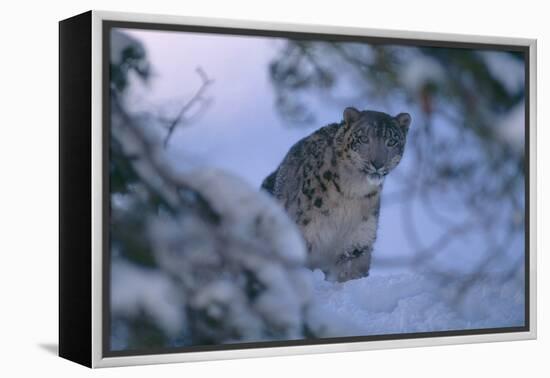 Snow Leopard in Snow-DLILLC-Framed Premier Image Canvas