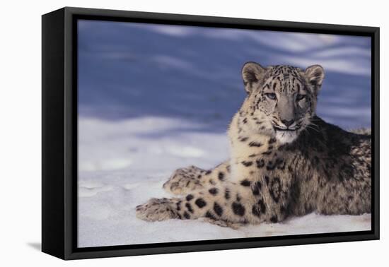 Snow Leopard in Snow-DLILLC-Framed Premier Image Canvas