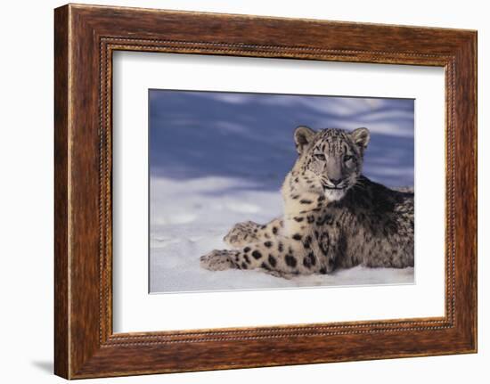Snow Leopard in Snow-DLILLC-Framed Photographic Print