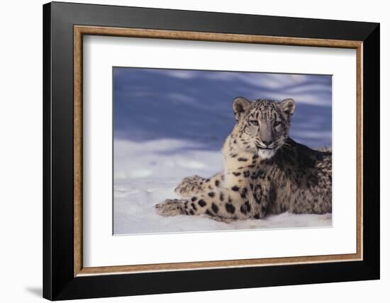 Snow Leopard in Snow-DLILLC-Framed Photographic Print