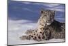 Snow Leopard in Snow-DLILLC-Mounted Photographic Print