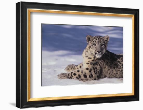 Snow Leopard in Snow-DLILLC-Framed Photographic Print