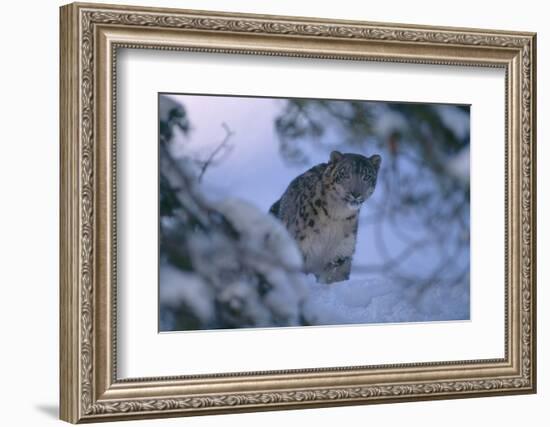 Snow Leopard in Snow-DLILLC-Framed Photographic Print