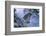 Snow Leopard in Snow-DLILLC-Framed Photographic Print