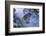 Snow Leopard in Snow-DLILLC-Framed Photographic Print