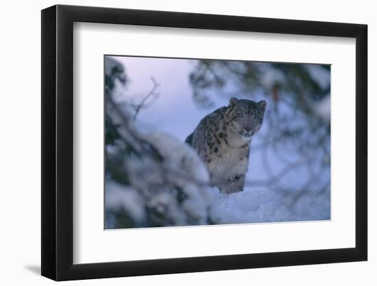 Snow Leopard in Snow-DLILLC-Framed Photographic Print