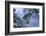 Snow Leopard in Snow-DLILLC-Framed Photographic Print