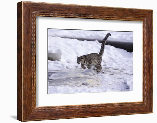 Snow Leopard Jumping (Panthera Uncia) Usa-Lynn M. Stone-Framed Photographic Print