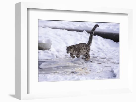 Snow Leopard Jumping (Panthera Uncia) Usa-Lynn M. Stone-Framed Photographic Print