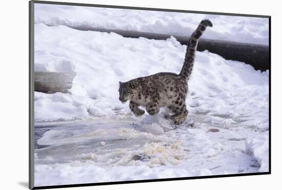 Snow Leopard Jumping (Panthera Uncia) Usa-Lynn M. Stone-Mounted Photographic Print