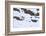 Snow leopard male hunting ibex Himalayas, India-Oriol Alamany-Framed Photographic Print
