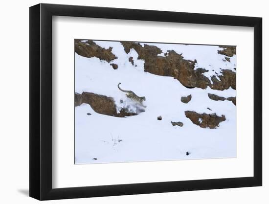 Snow leopard male hunting ibex Himalayas, India-Oriol Alamany-Framed Photographic Print