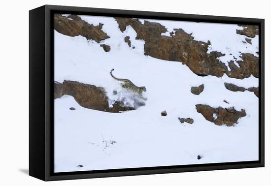 Snow leopard male hunting ibex Himalayas, India-Oriol Alamany-Framed Premier Image Canvas