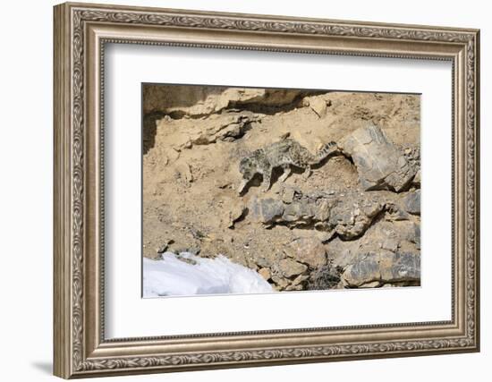 Snow leopard on a cliff ledge, Himachal Pradesh, India-Oriol Alamany-Framed Photographic Print