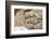 Snow leopard on a cliff ledge, Himachal Pradesh, India-Oriol Alamany-Framed Photographic Print