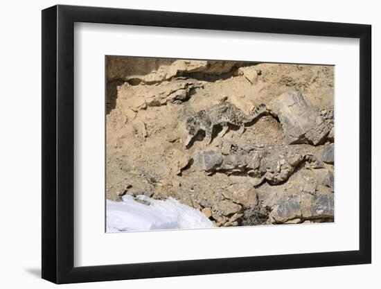 Snow leopard on a cliff ledge, Himachal Pradesh, India-Oriol Alamany-Framed Photographic Print