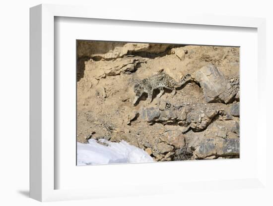 Snow leopard on a cliff ledge, Himachal Pradesh, India-Oriol Alamany-Framed Photographic Print