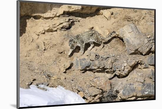 Snow leopard on a cliff ledge, Himachal Pradesh, India-Oriol Alamany-Mounted Photographic Print