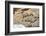 Snow leopard on a cliff ledge, Himachal Pradesh, India-Oriol Alamany-Framed Photographic Print