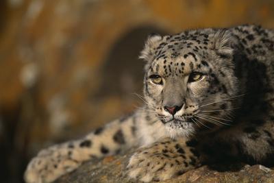 Snow Leopard On Rock Photographic Print Dlillc Art Com Snow Leopard On Rock Photographic Print Dlillc Art Com