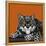 Snow Leopard Orange-Sharon Turner-Framed Stretched Canvas