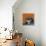 Snow Leopard Orange-Sharon Turner-Framed Stretched Canvas displayed on a wall