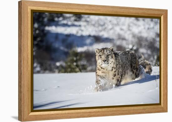 Snow Leopard (Panthera India), Montana, United States of America, North America-Janette Hil-Framed Premier Image Canvas