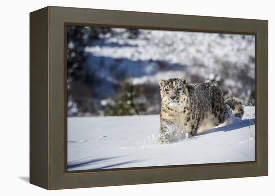 Snow Leopard (Panthera India), Montana, United States of America, North America-Janette Hil-Framed Premier Image Canvas