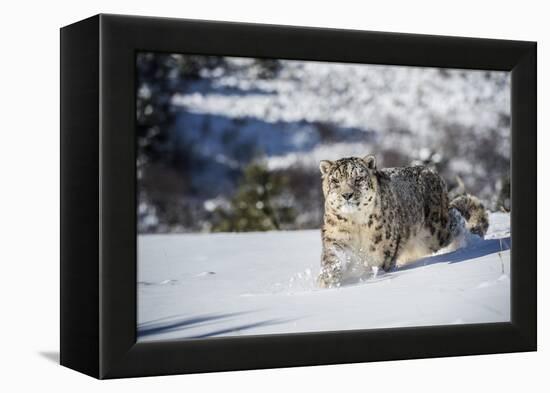 Snow Leopard (Panthera India), Montana, United States of America, North America-Janette Hil-Framed Premier Image Canvas