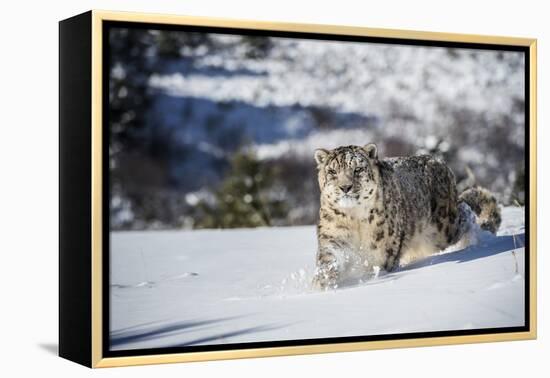 Snow Leopard (Panthera India), Montana, United States of America, North America-Janette Hil-Framed Premier Image Canvas