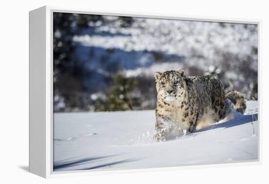 Snow Leopard (Panthera India), Montana, United States of America, North America-Janette Hil-Framed Premier Image Canvas