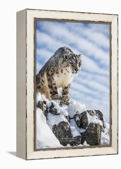 Snow Leopard (Panthera India), Montana, United States of America, North America-Janette Hil-Framed Premier Image Canvas