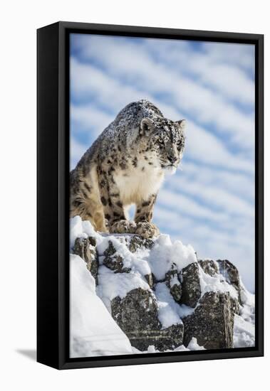 Snow Leopard (Panthera India), Montana, United States of America, North America-Janette Hil-Framed Premier Image Canvas