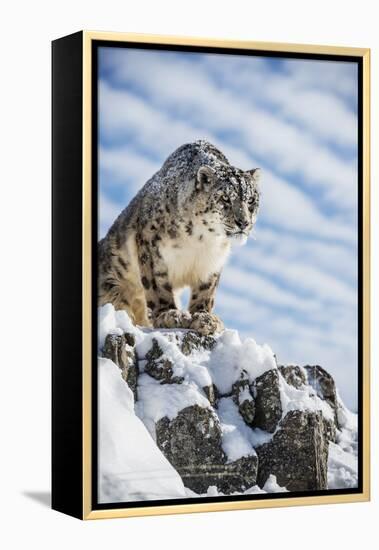 Snow Leopard (Panthera India), Montana, United States of America, North America-Janette Hil-Framed Premier Image Canvas