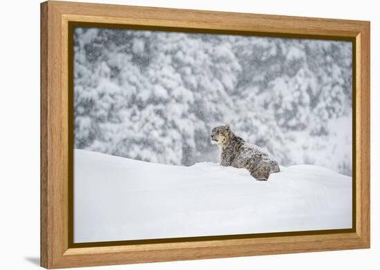 Snow Leopard (Panthera India), Montana, United States of America, North America-Janette Hil-Framed Premier Image Canvas