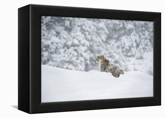 Snow Leopard (Panthera India), Montana, United States of America, North America-Janette Hil-Framed Premier Image Canvas