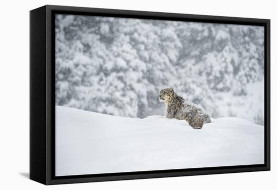 Snow Leopard (Panthera India), Montana, United States of America, North America-Janette Hil-Framed Premier Image Canvas