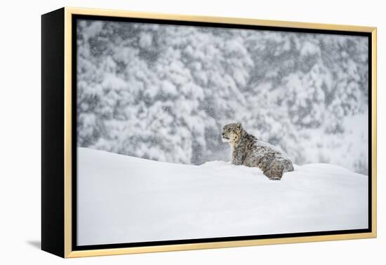 Snow Leopard (Panthera India), Montana, United States of America, North America-Janette Hil-Framed Premier Image Canvas