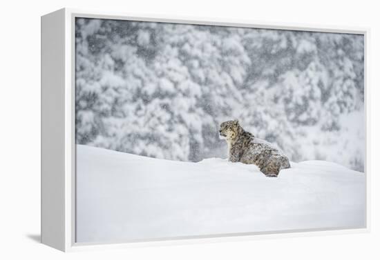 Snow Leopard (Panthera India), Montana, United States of America, North America-Janette Hil-Framed Premier Image Canvas