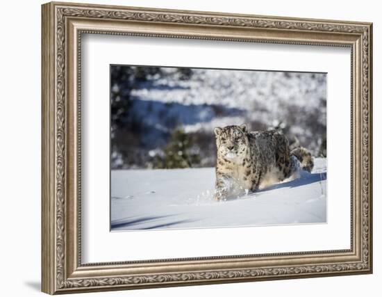 Snow Leopard (Panthera India), Montana, United States of America, North America-Janette Hil-Framed Photographic Print