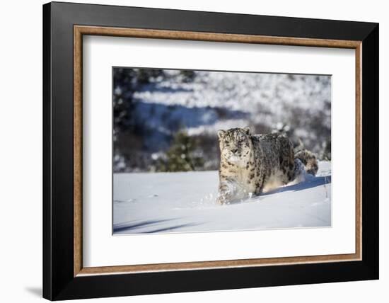 Snow Leopard (Panthera India), Montana, United States of America, North America-Janette Hil-Framed Photographic Print